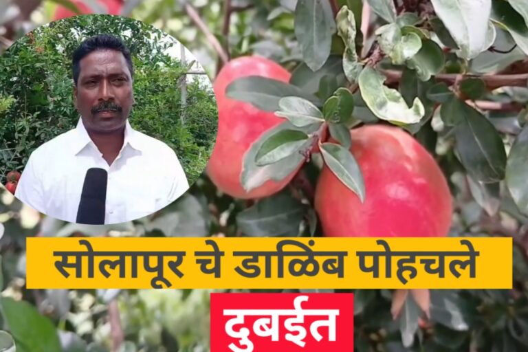 सोलापूर चे डाळिंब पोहचले दुबईत तीन एकर शेतीतून मिळाले कष्टाचे फळ