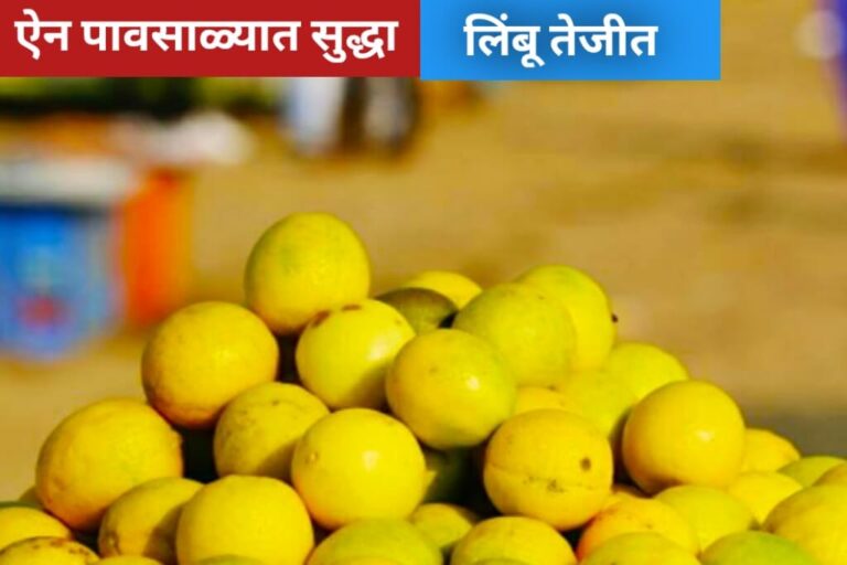 Lemon Rates ऐन पावसाळ्यात सुद्धा लिंबू तेजीत,एका किलोला 'इतका' भाव 